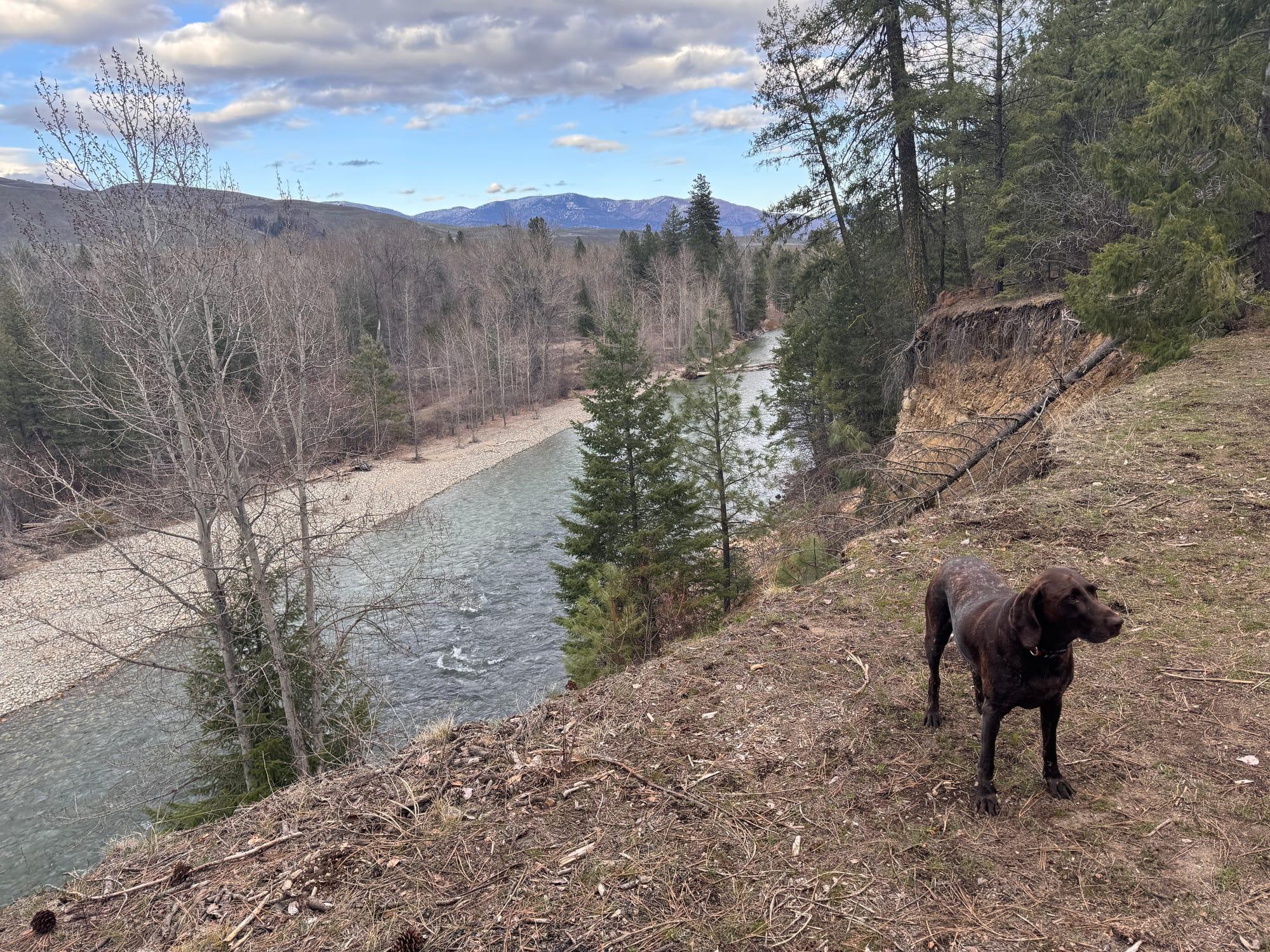 The river running clear between cottonwoods and pines, seen from the bank path, with snow still on the peaks upvalley