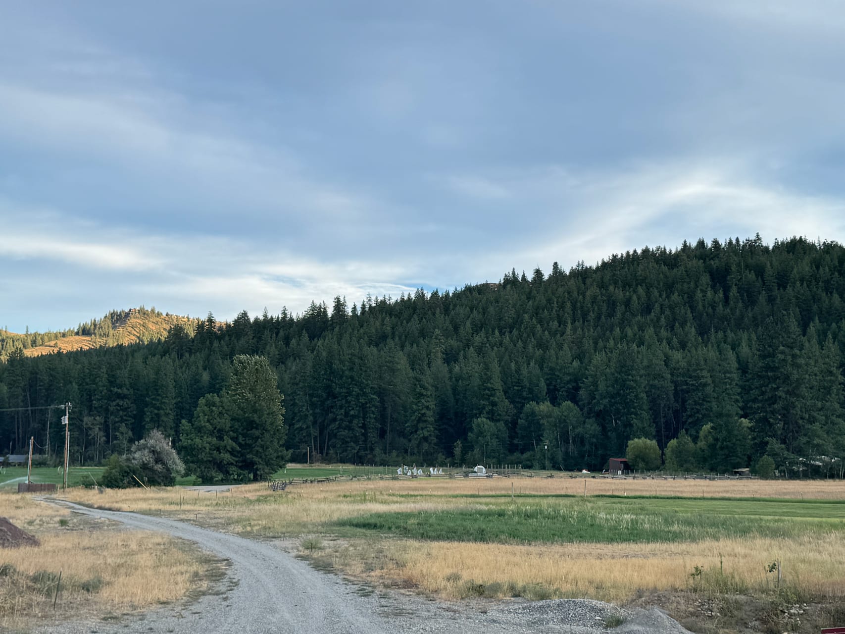 Gravel drive into the valley with golden meadow, pine forest, and mountains in late-day sun