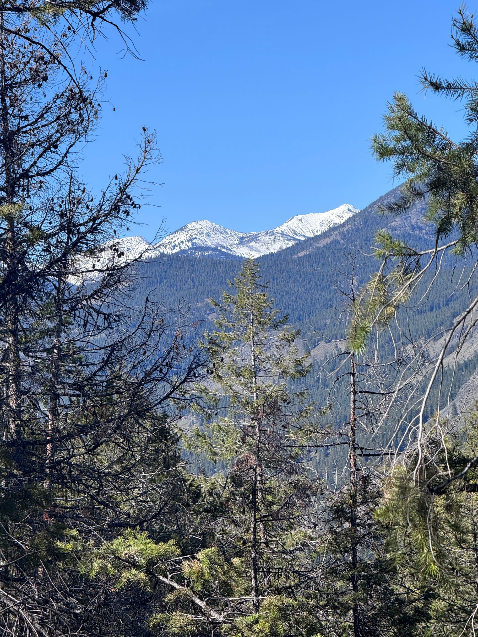 Snow-covered peaks at the head of the valley, seen through standing timber from a ridge trail