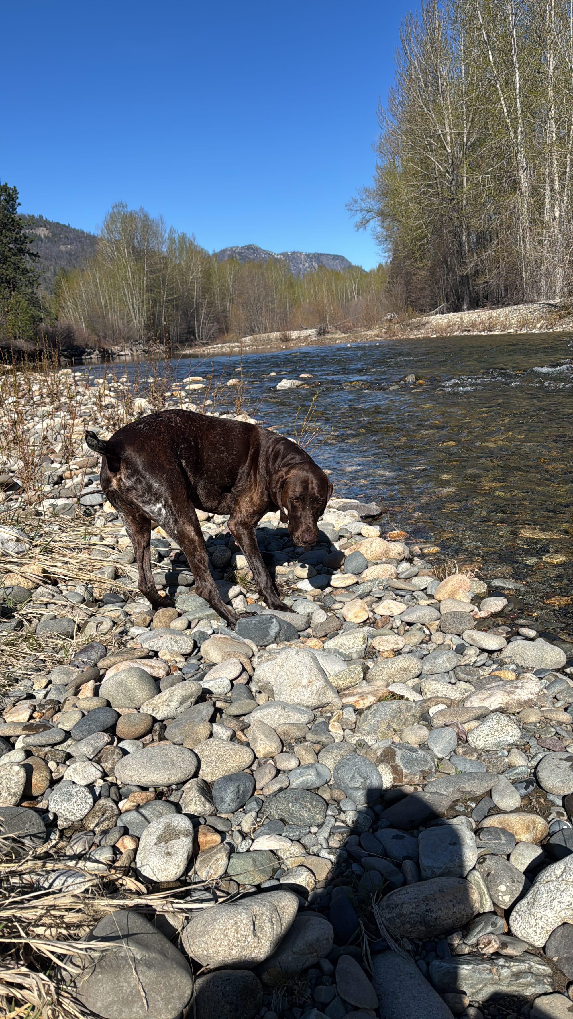 Creek, a German shorthaired pointer, standing on the cobbled gravel bar at the edge of the water