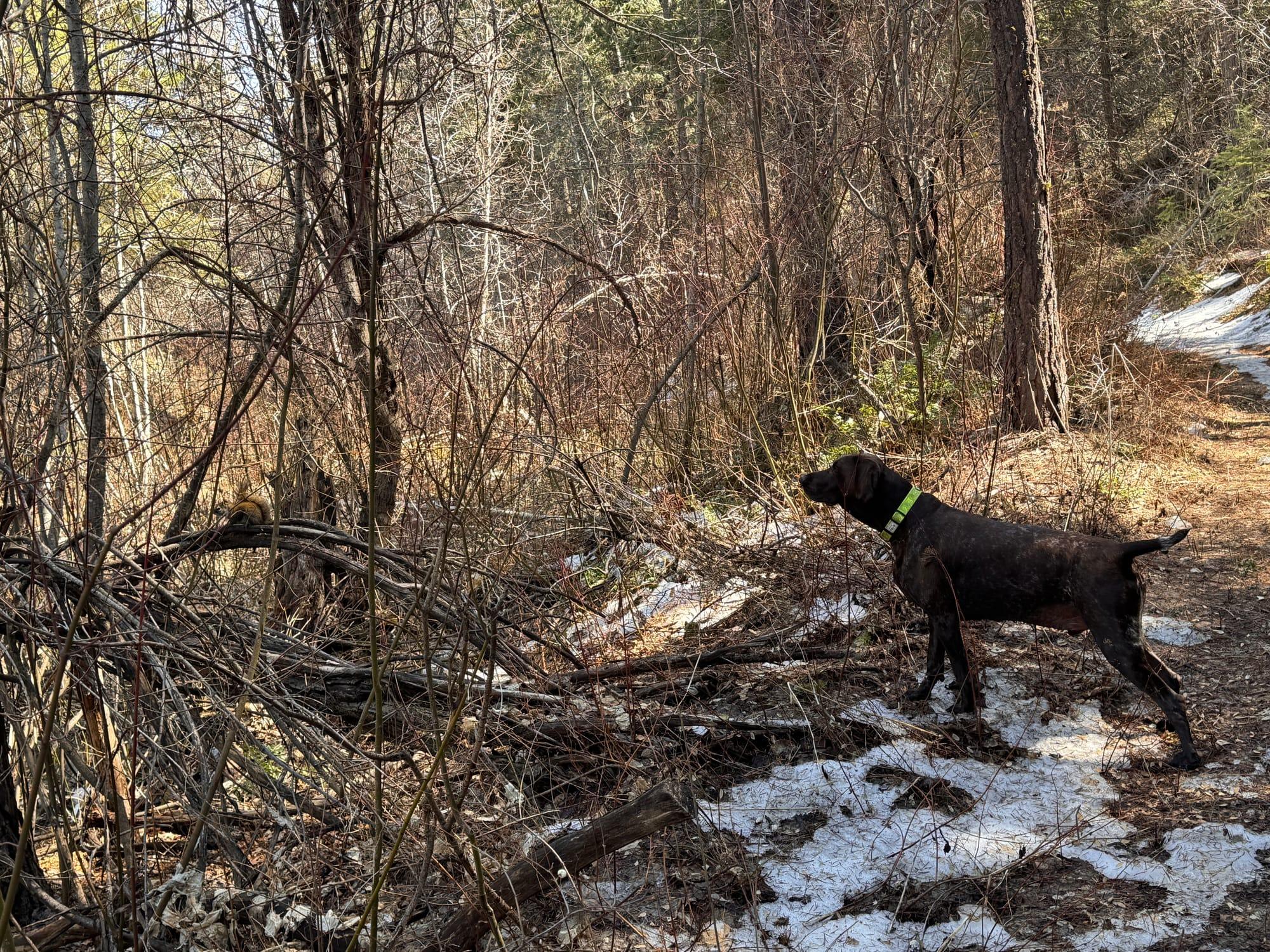 A singletrack trail winding through open woods with the last of the snow lying in the hollows
