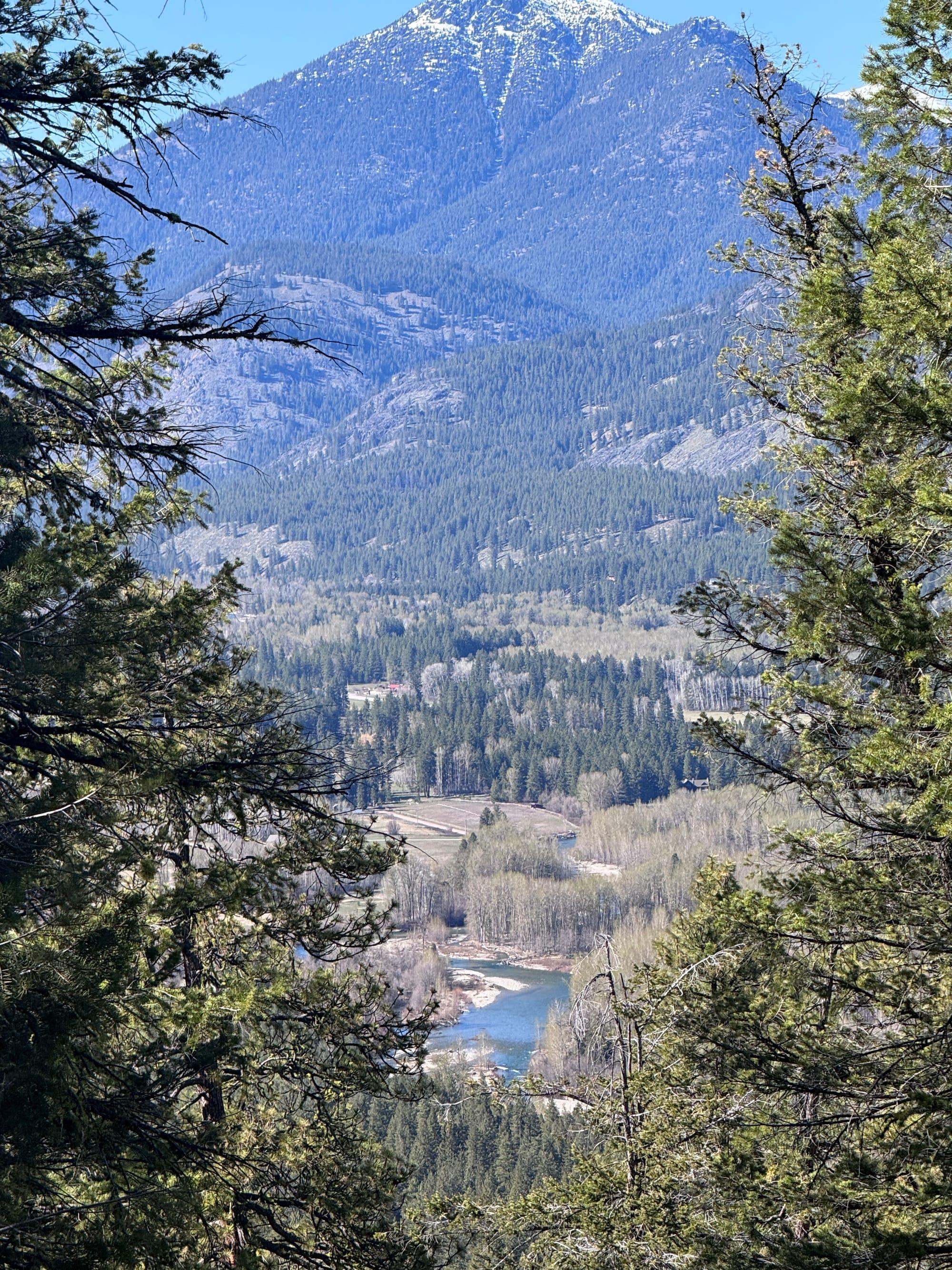 The forested valley floor and the river far below, framed by pines from high on a ridge
