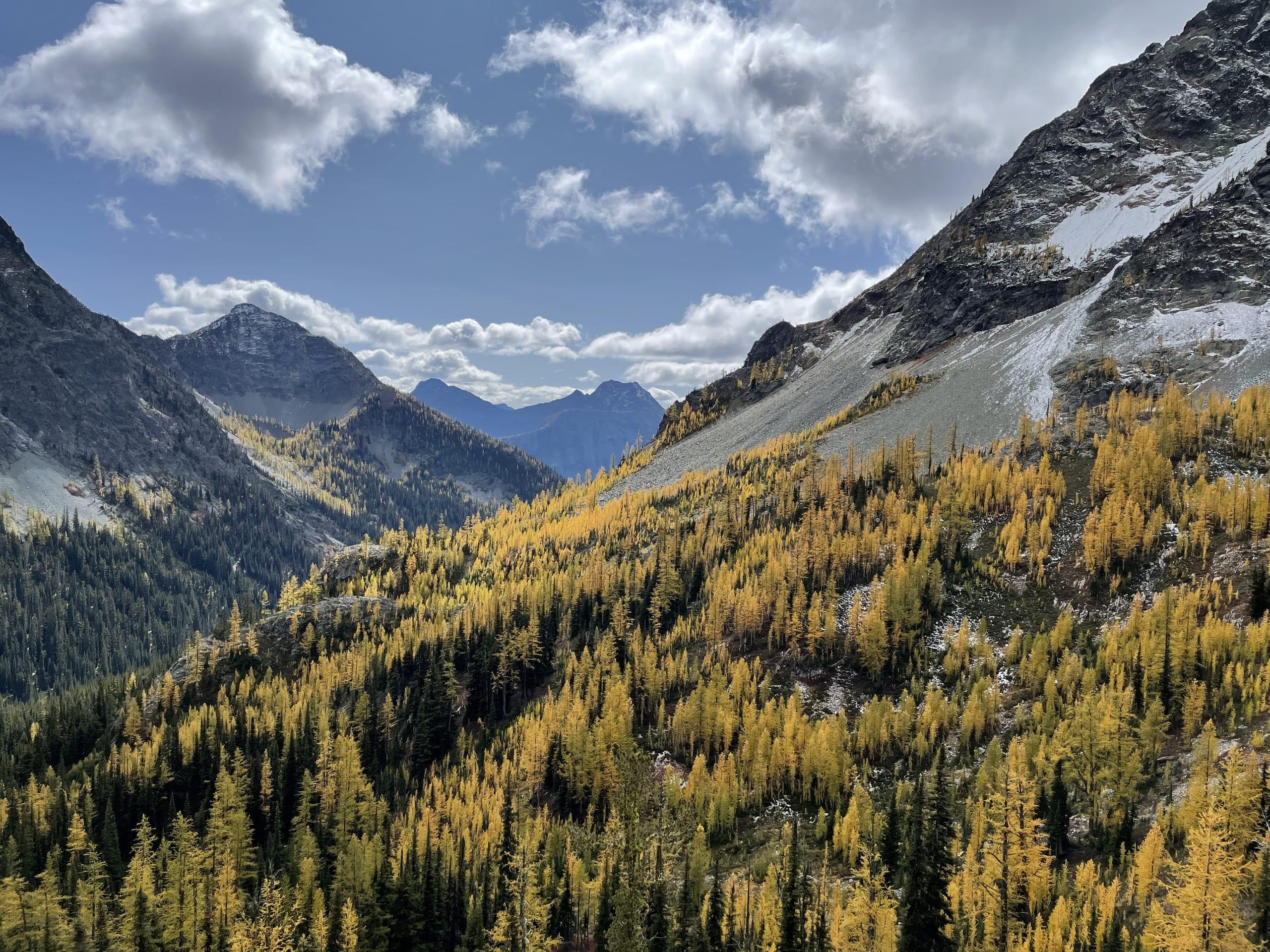 Larches in full autumn gold filling a high basin in the North Cascades, threaded with dark evergreens, under bare rock ridges holding the first snow of the season